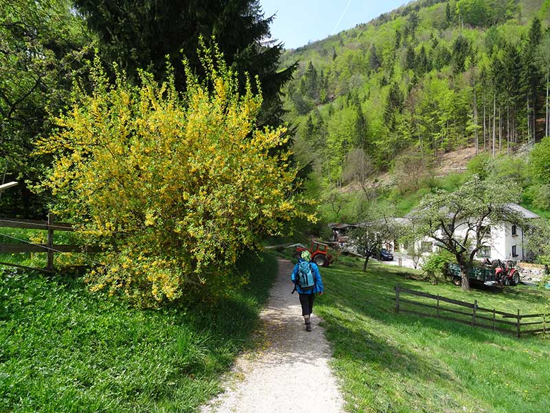 Steinwandklamm